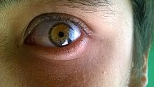 Ojos castaños verdosos 6966
